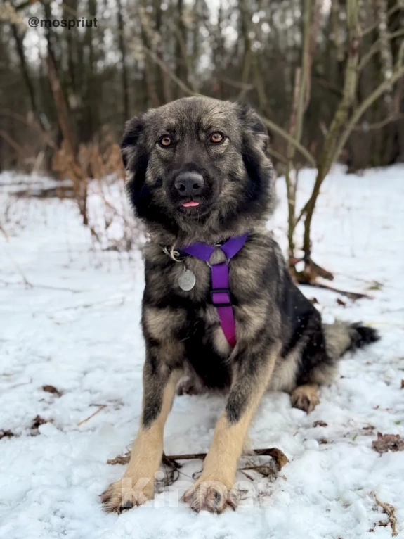 Собаки в Москве: В её глазах яркость и красота. В её шерсти мягкость и спокойствие. В её душе веселье и радость ???? Девочка, Бесплатно - фото 2