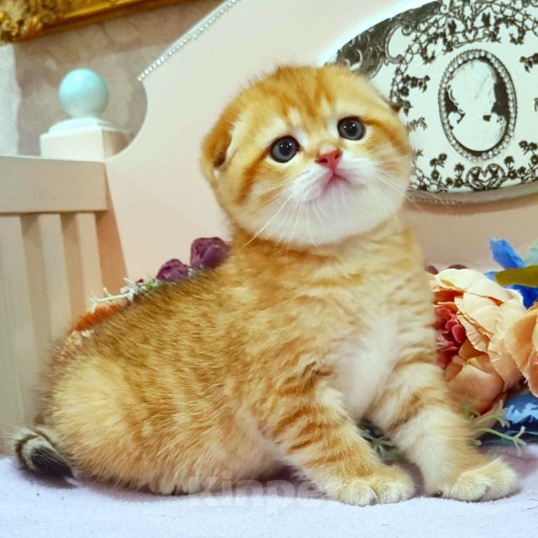 Кошки в Москве: Зоолотой котик. С документами  Мальчик, 30 000 руб. - фото 5