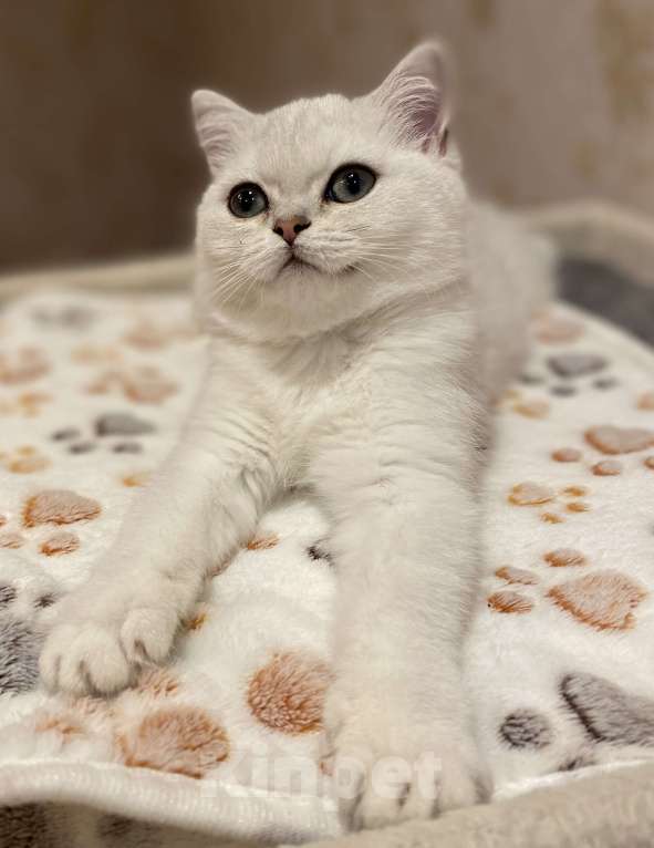 Кошки в Красногорске: Британская серебристая шиншилла  Девочка, 35 000 руб. - фото 2