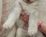 Собаки в Казани: Малышки Мальчик, 10 000 руб. - фото 5