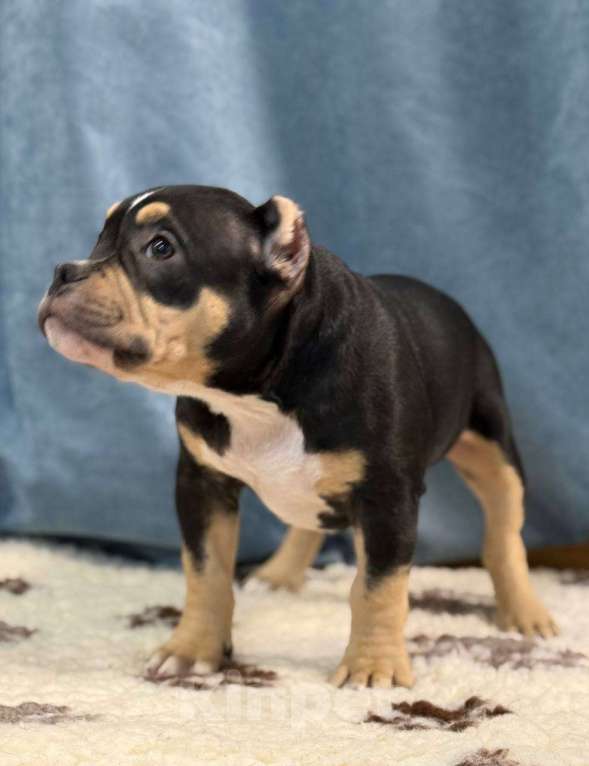 Собаки в Санкт-Петербурге: Продам Девочка, 100 000 руб. - фото 6