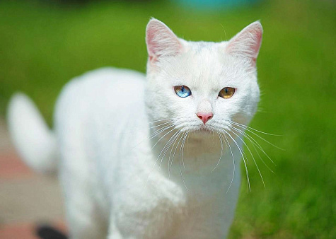 Объявление: Красивый кот с разными глазами ищет дом, 10 руб., Одинцово