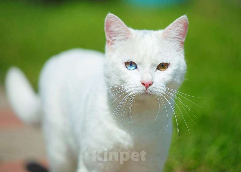 Кошки в Одинцово: Красивый кот с разными глазами ищет дом Мальчик, 10 руб. - фото 1