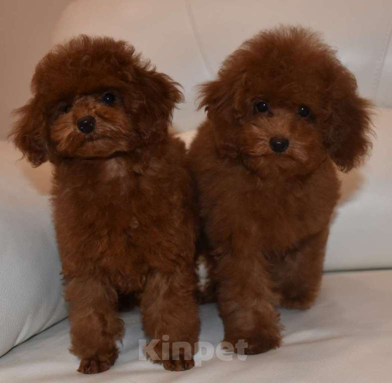 Собаки в Москве: Шикарная девочка РКФ, Влада Девочка, 150 000 руб. - фото 10