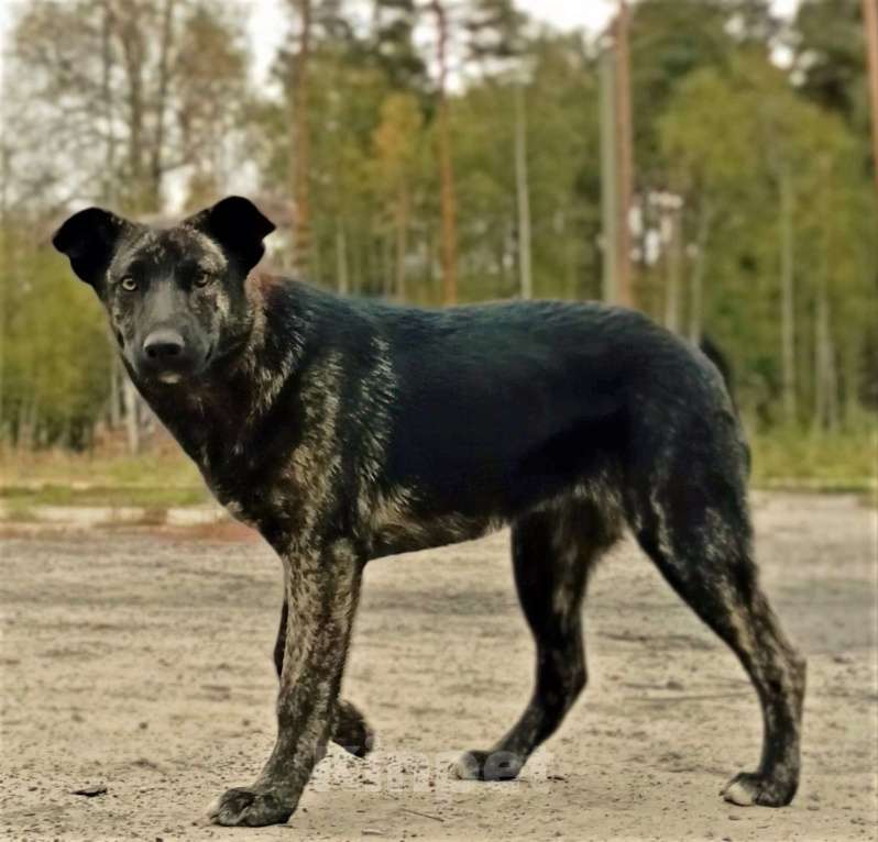 Собаки в Ногинске: Крупный щенок в добрые руки Девочка, Бесплатно - фото 5