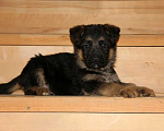 Собаки в Липецке: Щенок немецкой овчарки Мальчик, 40 000 руб. - фото 1