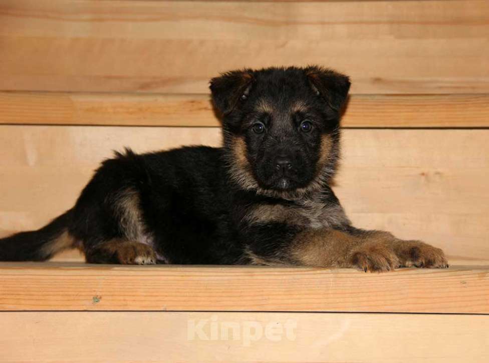 Собаки в Липецке: Щенок немецкой овчарки Мальчик, 40 000 руб. - фото 1
