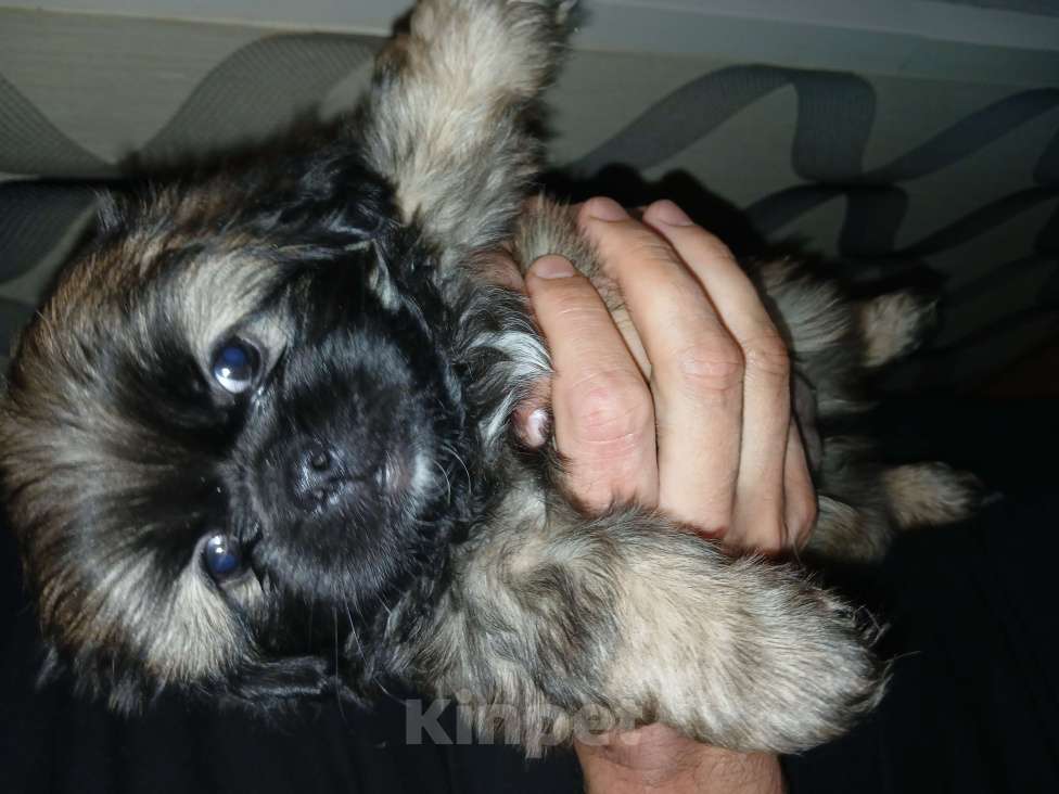 Собаки в Красноярске: Продать Девочка, 15 000 руб. - фото 1