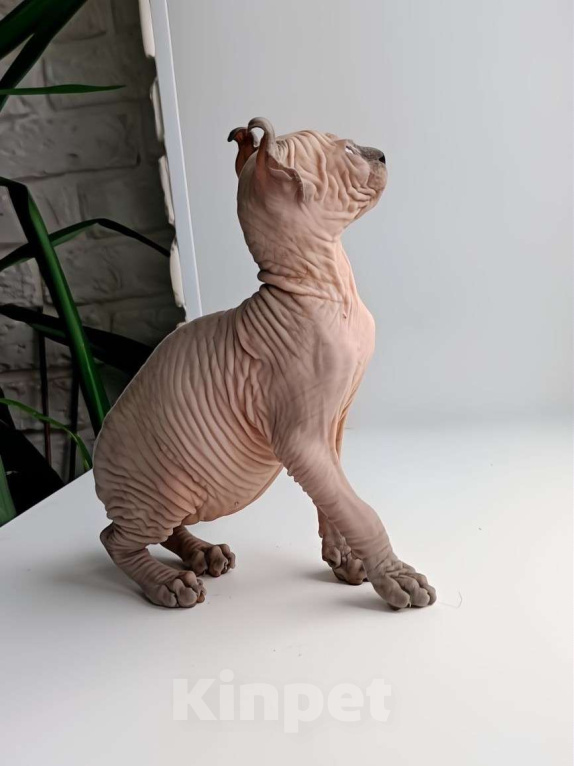 Кошки в Нефтекамске: канадский сфинкс эльф Мальчик, 45 000 руб. - фото 2