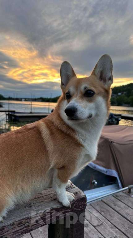 Собаки в Перми: Щенки Вельш-корги-пемброк Разнополые, Бесплатно - фото 6