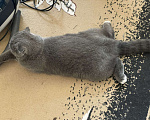 Кошки в Серпухове: ласковый котик Пыль ищет дом Мальчик, Бесплатно - фото 2
