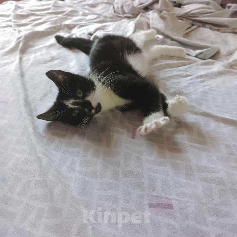 Кошки в Санкт-Петербурге: Отдам в добрые руки ❤️ Девочка, Бесплатно - фото 5