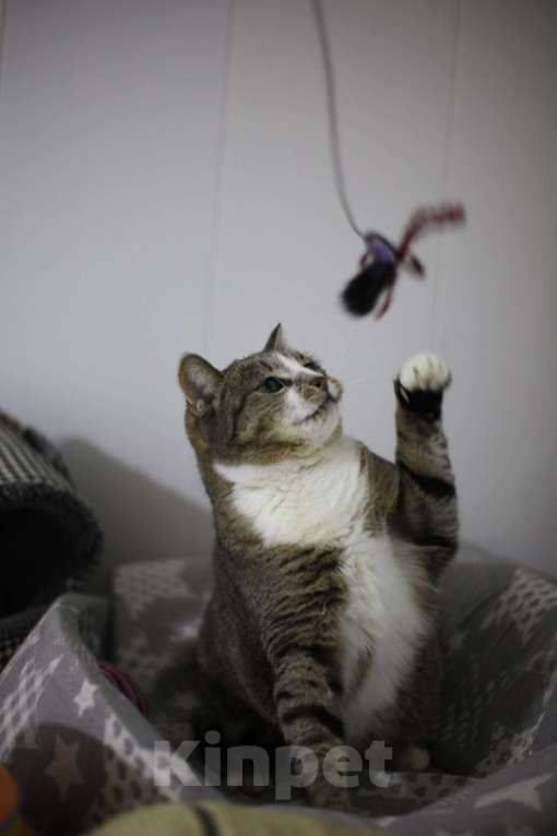 Кошки в Санкт-Петербурге: Нежная Юки Девочка, Бесплатно - фото 4