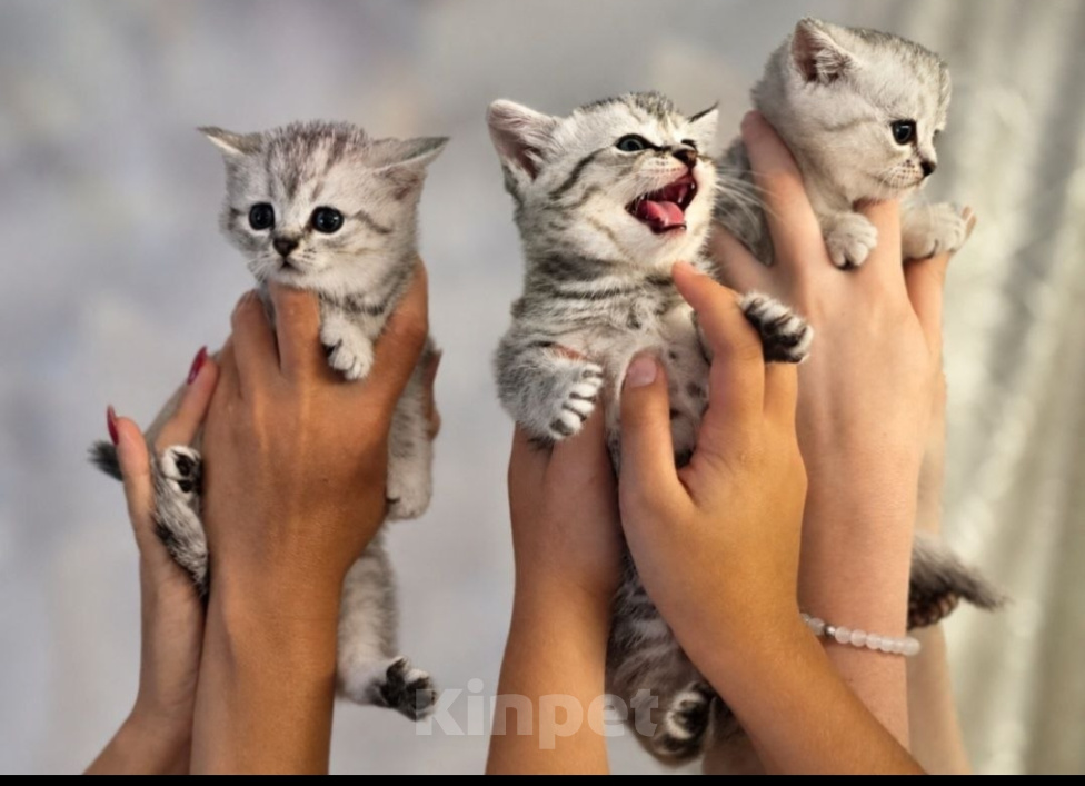 Кошки в Ижевске: Котята Разнополые, Бесплатно - фото 3