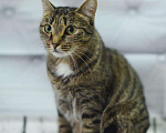 Кошки в Усинске: Кошка, Бесплатно - фото 1
