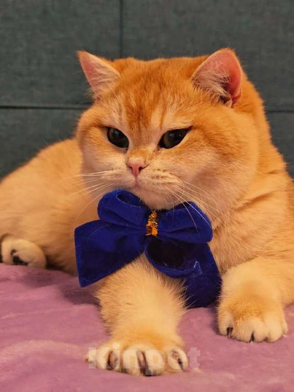 Кошки в Москве: Золотая шиншилла  Мальчик, 90 000 руб. - фото 3