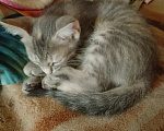 Кошки в Воронеже: Кошечка Девочка, Бесплатно - фото 7