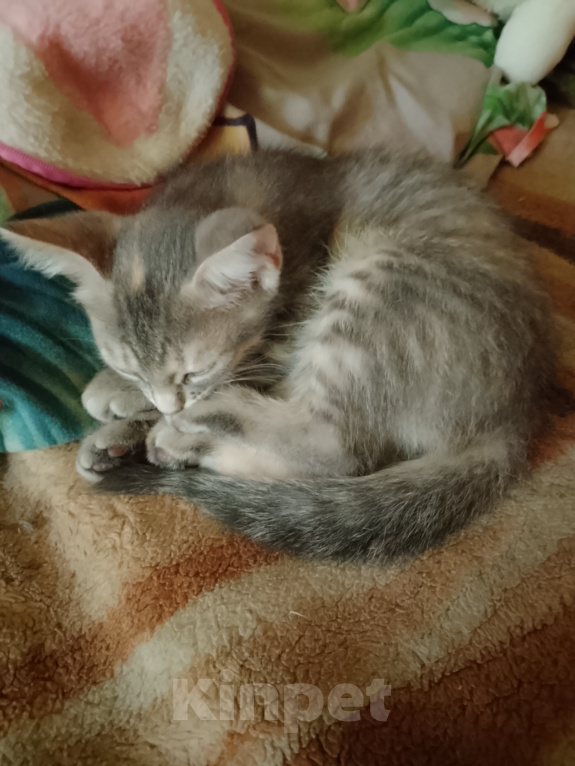 Кошки в Воронеже: Кошечка Девочка, Бесплатно - фото 7