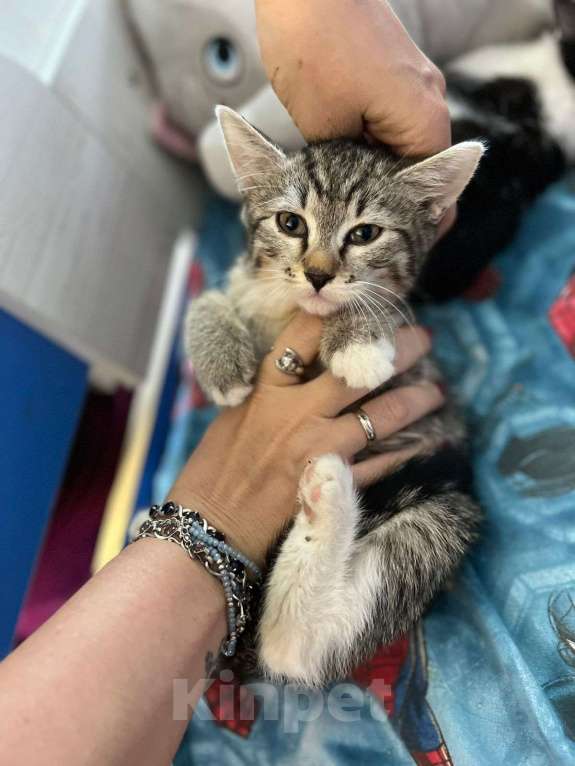 Кошки в Москве: Котята в добрые руки Девочка, Бесплатно - фото 3