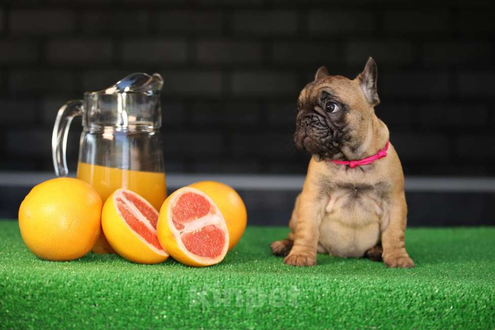 Собаки в Москве: Щенок французского бульдога Девочка, 45 000 руб. - фото 7