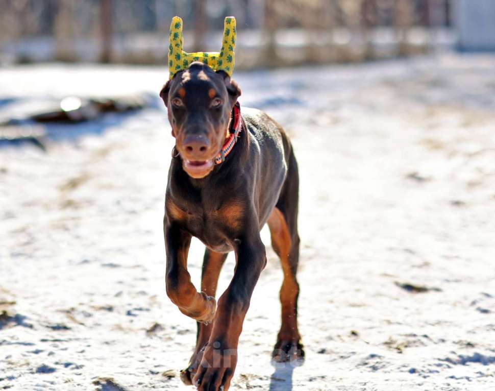 Собаки в Клине: Доберман, кобель, 4 месяца Мальчик, 100 000 руб. - фото 5