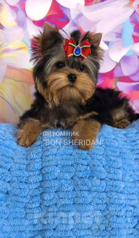 Собаки в Пушкино: Очень красивый мальчик  Мальчик, 90 000 руб. - фото 1