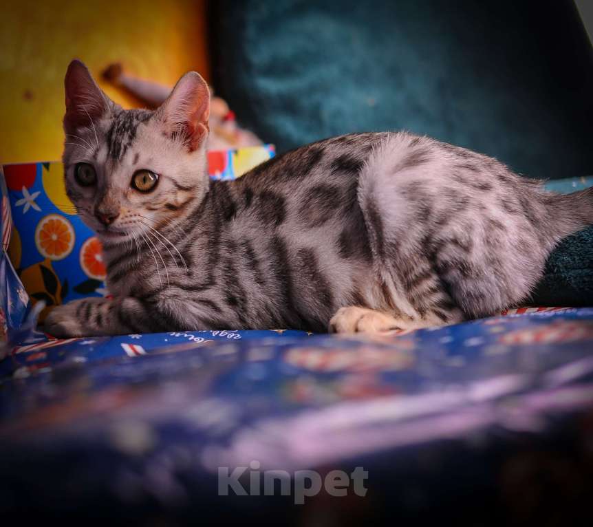 Кошки в Москве: Бенгальский котенок серебро Мальчик, 45 000 руб. - фото 7