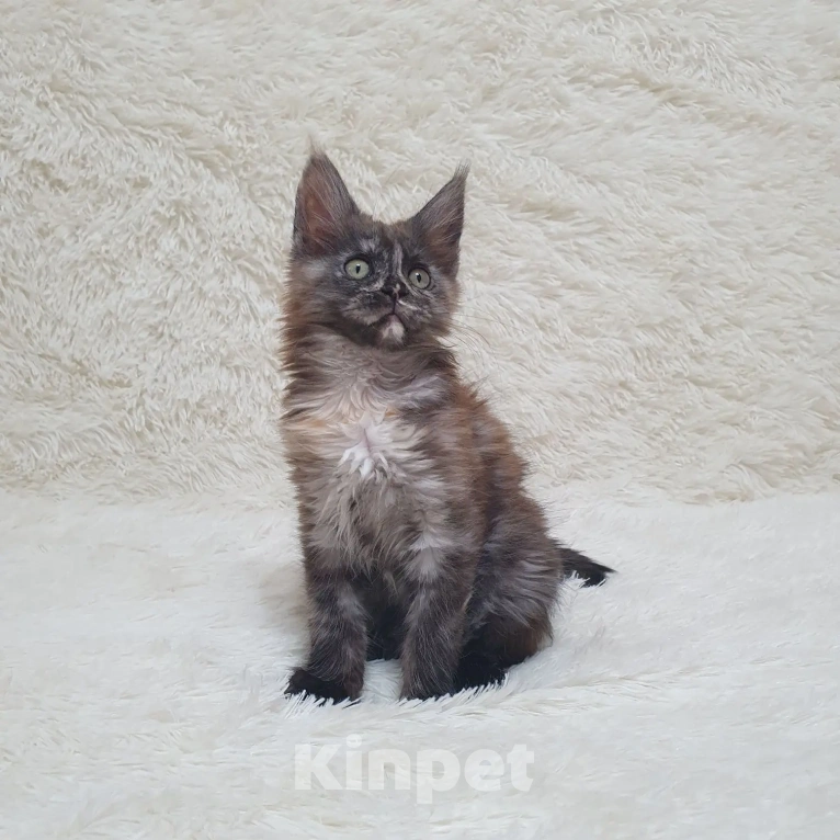 Кошки в Сочи: МЕЙН-КУН КОТЯТА Девочка, 60 000 руб. - фото 2