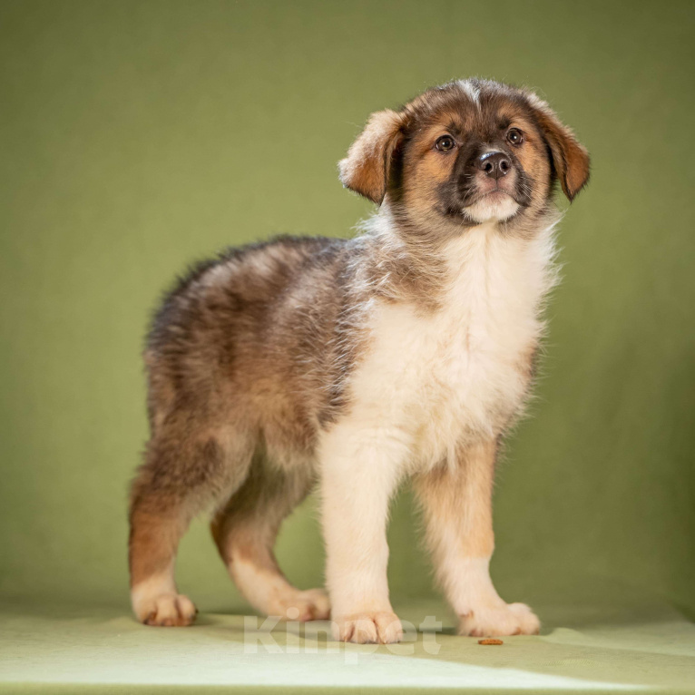 Собаки в Клине: Арахис - статный симпатяга Мальчик, Бесплатно - фото 5