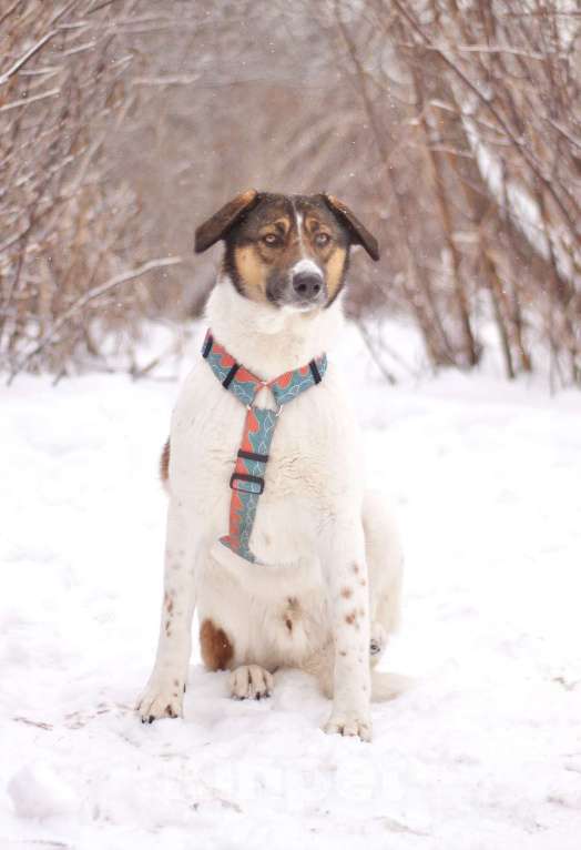 Собаки в Москве: Преданный друг Лютик ждёт свою семью Мальчик, Бесплатно - фото 3