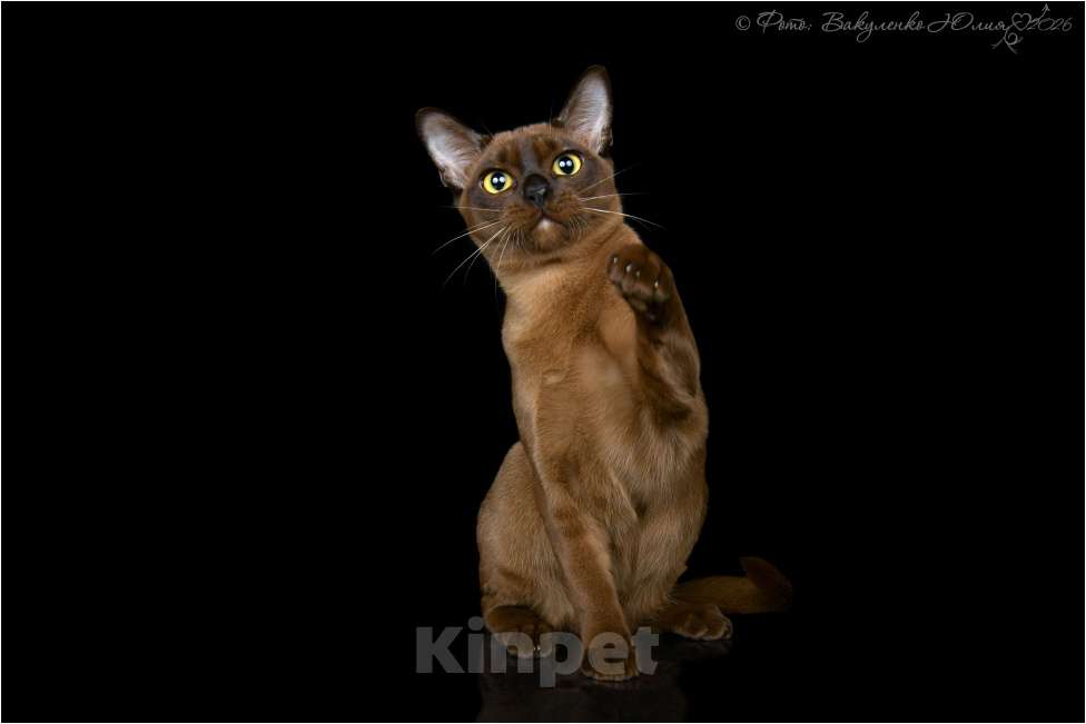 Кошки в Ростове-на-Дону: Котик европейской Бурмы Мальчик, 65 000 руб. - фото 3