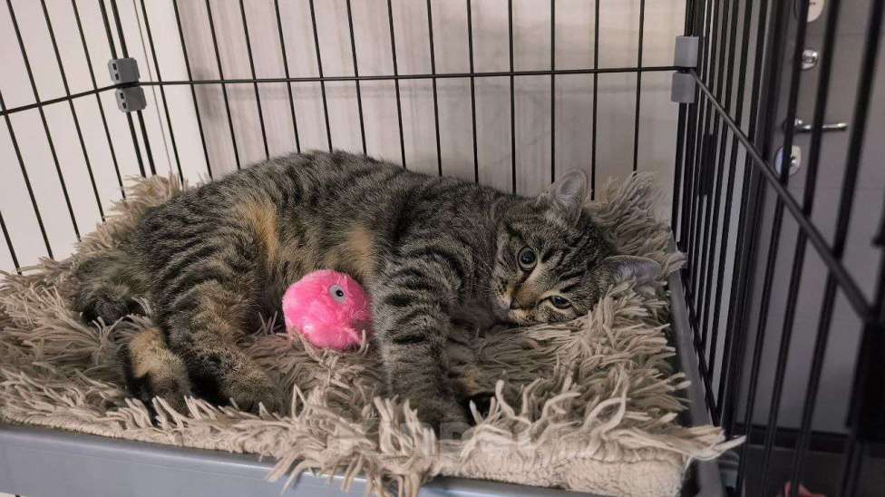 Кошки в Москве: Малыш Квант Мальчик, Бесплатно - фото 6