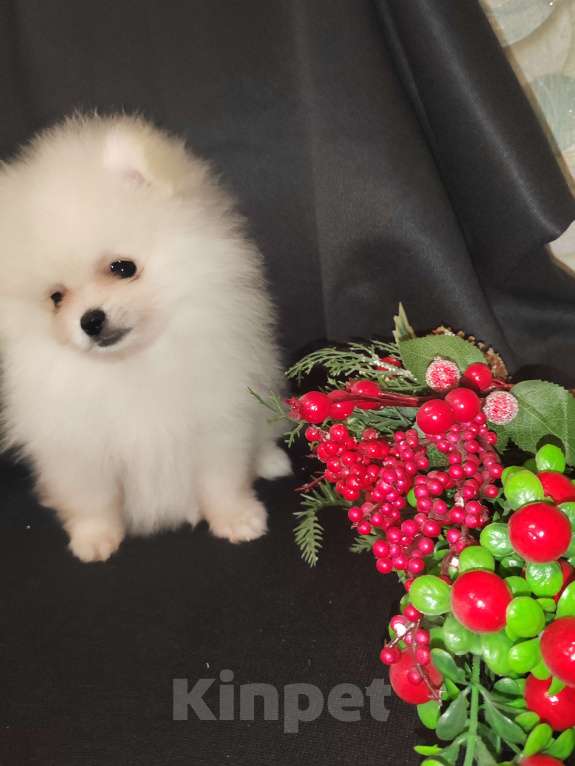 Собаки в Кирове: Продаю померанских шпица Девочка, 60 000 руб. - фото 8