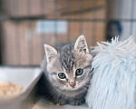 Кошки в Ногинске: Малюсенький котеечка в поиске дома! Мальчик, Бесплатно - фото 6