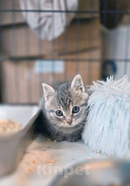 Кошки в Ногинске: Малюсенький котеечка в поиске дома! Мальчик, Бесплатно - фото 6