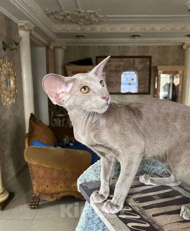 Кошки в Москве: Лиловый ориентальный котенок Мальчик, Бесплатно - фото 4