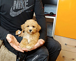 Собаки в Москве: Мальтипу Тедди мальчик Мальчик, 95 000 руб. - фото 1