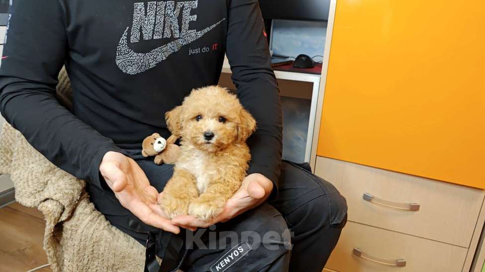 Собаки в Москве: Мальтипу Тедди мальчик Мальчик, 95 000 руб. - фото 1