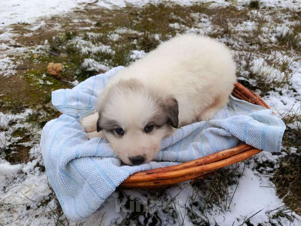 Собаки в Калуге: щенки пиренейской горной собаки_мальчик 4 Мальчик, 40 000 руб. - фото 5