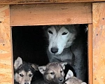 Собаки в других городах Ленинградской области: Щенки в добрые руки Девочка, Бесплатно - фото 3