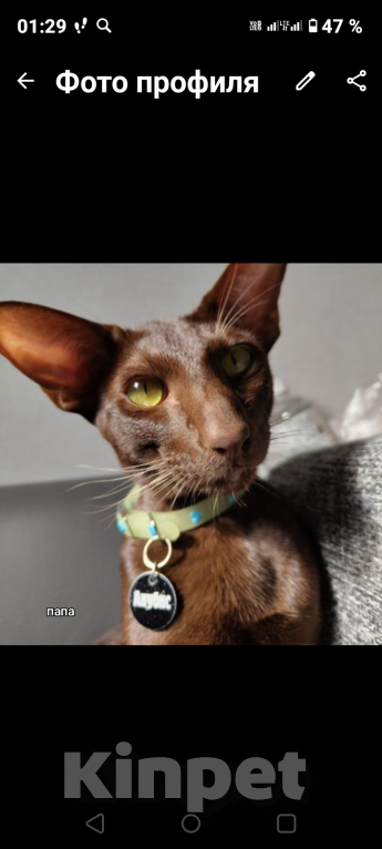 Кошки в Москве: Шикарные ориентальные котята Мальчик, 45 000 руб. - фото 4