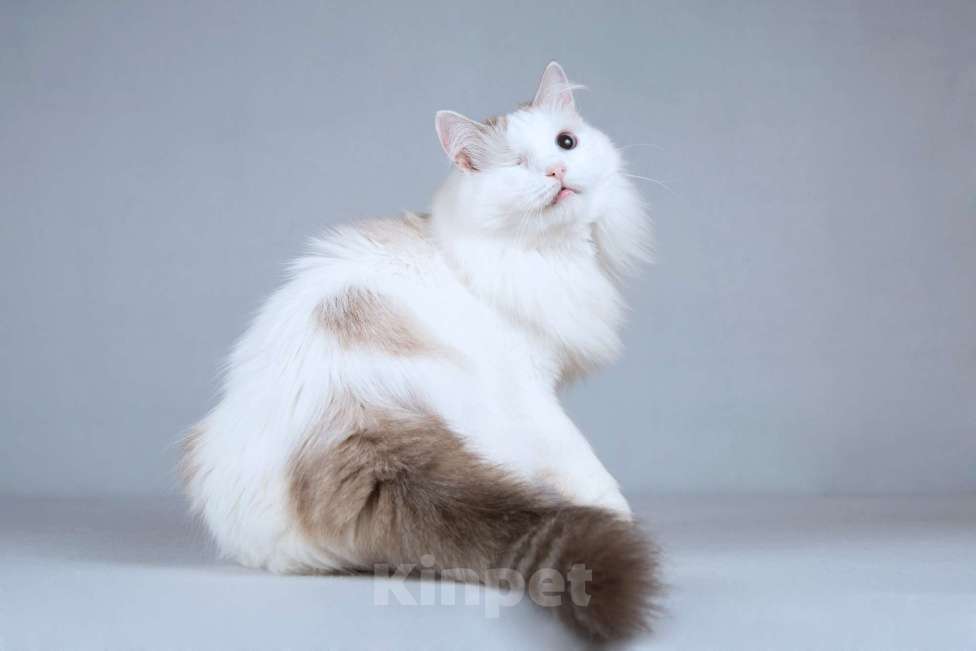 Кошки в Москве: Нежная ласковая кошечка Беатриче в добрые руки Девочка, Бесплатно - фото 2