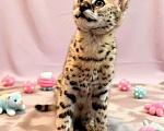Кошки в Тюмени: Котята Саванна ф1 Девочка, 260 000 руб. - фото 2
