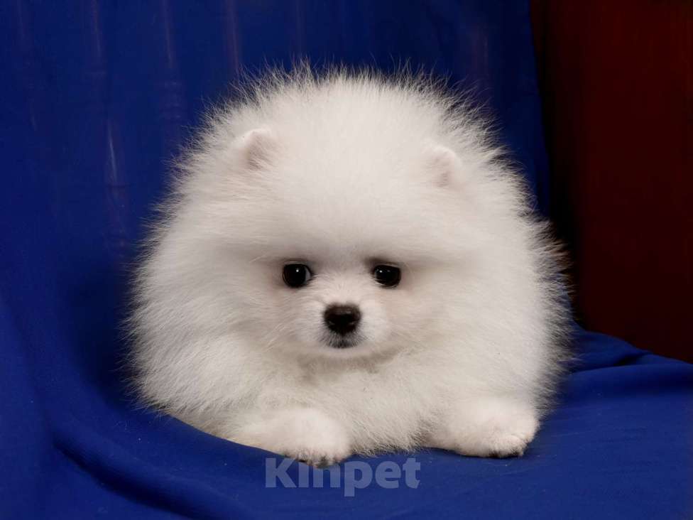 Собаки в Москве: Померанский карликовый шпиц мини мальчик Мальчик, 40 000 руб. - фото 2