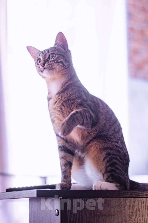 Кошки в Москве: Самая любопытная кошка в мире. Леона ищет дом Девочка, Бесплатно - фото 3