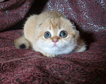 Кошки в Москве: шотландская  кошечка  -золотая шиншилла Девочка, 70 000 руб. - фото 3