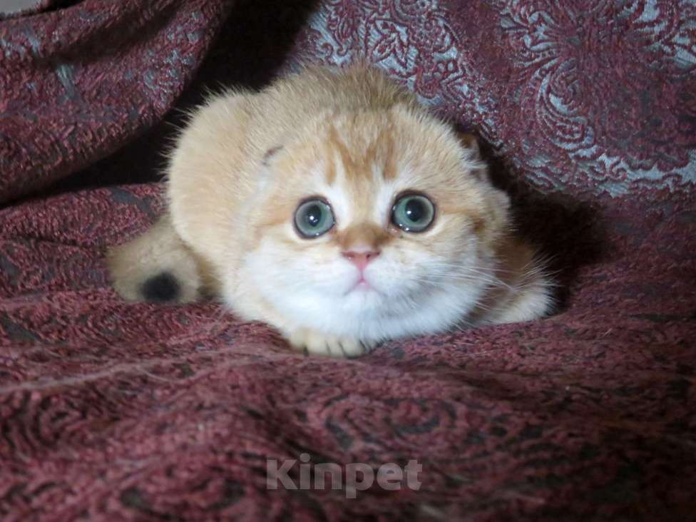Кошки в Москве: шотландская  кошечка  -золотая шиншилла Девочка, 70 000 руб. - фото 3