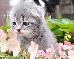 Кошки в Москве: Котенок девочка от домашней кошки, Сибирской породы. Отец вислоухий шотландец. Девочка, 7 000 руб. - фото 2