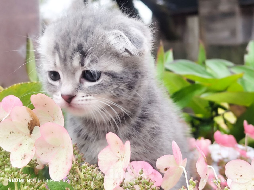 Кошки в Москве: Котенок девочка от домашней кошки, Сибирской породы. Отец вислоухий шотландец. Девочка, 7 000 руб. - фото 2