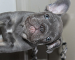 Собаки в Москве: Французский бульдог щенки Мальчик, 65 000 руб. - фото 10